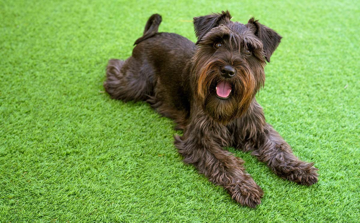dog laying on artificial turf