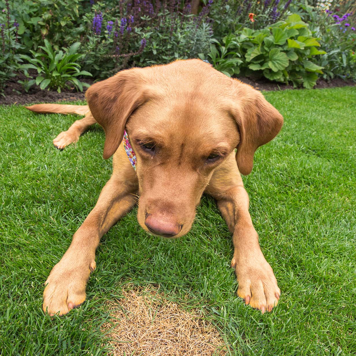 pet urine spot repair lawn